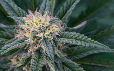 Shop Some of CA’s Best Cannabis Brands