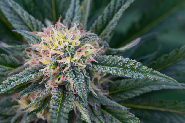 Shop Some of CA’s Best Cannabis Brands