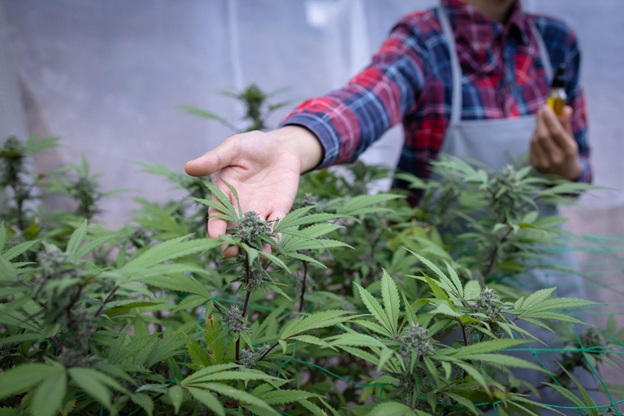 What You Need to Know Before You Buy Cannabis Flower